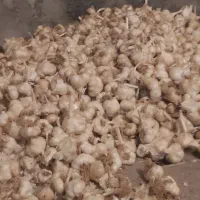 سیر تازه