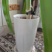 گل ذرتی شاداب|گل و گیاه طبیعی|شیراز, شهرک مهدیآباد|دیوار