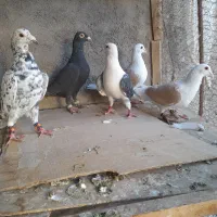 پشت گراف زرد پشت سیاه سرور زاغ|پرنده|تربت جام, یحیی آباد|دیوار