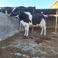 گاو شیری هلشتاین