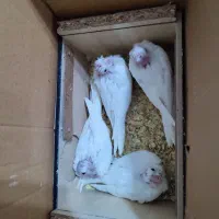 عروس هلندی آلبینو جفت به همراه 4 جوجه یکماه و نیم