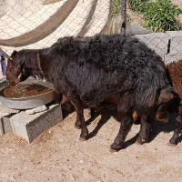 قوچ دو ساله|حیوانات مزرعه|هریس, |دیوار