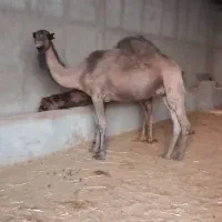 شتر|حیوانات مزرعه|کهریزک, |دیوار