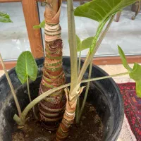 گل بابا آدم|گل و گیاه طبیعی|فردیس, فردیس|دیوار