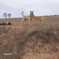 ماده سراب