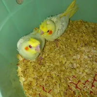 جوجه عروس هلندی گمشده
