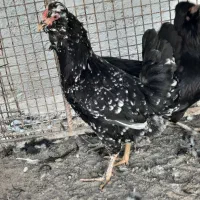 گلین جوجه و مولد