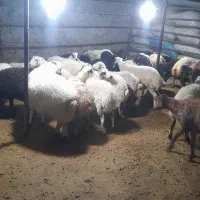 دام اقتصادی برای یخچال زنده
