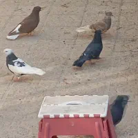 14تا باهم 12ملیون|پرنده|مهران (ایلام), |دیوار