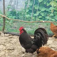 خروس استرالوپ|حیوانات مزرعه|املش, |دیوار