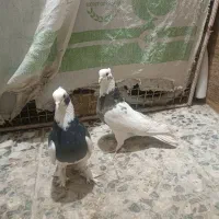 کفتر کوارتبعدی|پرنده|کوار, |دیوار