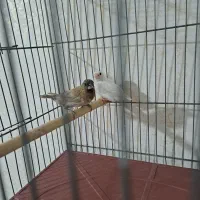 فنچ نرگسی شکلاتی با ۶تا جوجه .قناری مست|پرنده|شیراز, تندگویان|دیوار