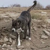 سگ گله افغانی 4 ساله|سگ|شاهرود, |دیوار