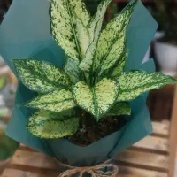 گل قیمت مناسب برای هدیه روز پدر