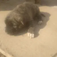 واگذاری توله سگ