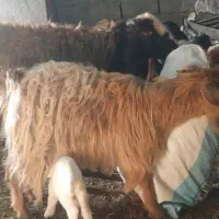 بز ننه بالا دو دندان جوان|حیوانات مزرعه|اردبیل, |دیوار