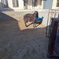 ورن افشاری قیمت توافقی لای دوشیره