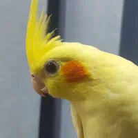 عروس هلندی کینگ سایز نردستی و سخنگو