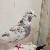 ۲۰عدد کبوتر طوقی و تهرانی|پرنده|کرمانشاه, |دیوار