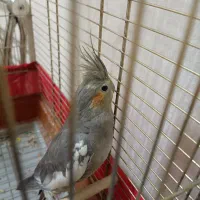 عروس هلندی|پرنده|کرج, باغستان|دیوار