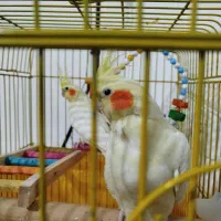 یه جفت عروس هلندی سر حال