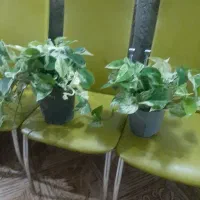 گل پتوس  زیبا وسالم|گل و گیاه طبیعی|ماسال, |دیوار