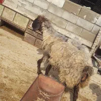 شیشک چاق حوشک|حیوانات مزرعه|اردل, |دیوار