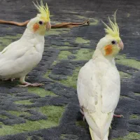 عروس هلندی نر ماده خاکستری لوتینو لپ گلی چشم شرابی|پرنده|فردیس, سپید دشت|دیوار