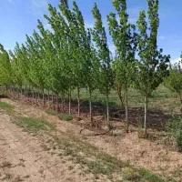 باغ-و-زمین-زراعی-تجاری-با-موقعیت-عالی