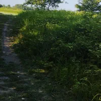 اجاره زمین ۱۰۰۰ متری در محدوده طرح هادی در نوبیجار|اجارهٔ دفتر صنعتی، کشاورزی، تجاری|رودبنه, |دیوار