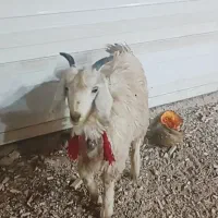 کهره ماده در صفاشهر