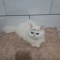 حیوان|گربه|کرمان, |دیوار