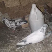 کفتر فروش