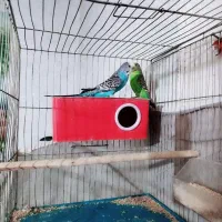 جفت مرغ عشق تخم گذار با قفس