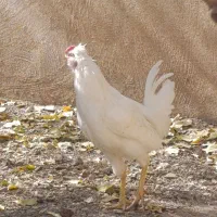 تعداد۱۰عددخروس گلین اصیل|حیوانات مزرعه|رودهن, |دیوار