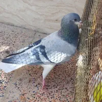 نر فیروزه ای دم سفید وشیرین پر