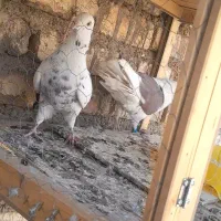 کفتر|پرنده|اصفهان, هفتون|دیوار