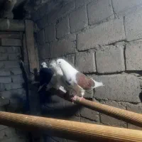 کفتر شازده،گرگی|پرنده|نوشین شهر, |دیوار