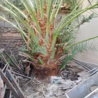خوشه بر