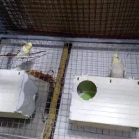 عروس هلندی|حیوانات مزرعه|کرج, اصفهانیها|دیوار