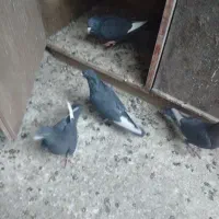 کبوتر پلنگ ماده|پرنده|کرمان, |دیوار