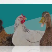 کارگر جهت کار در مرغداری