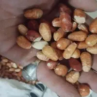 سنجد آسیابی