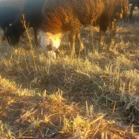 توغلی|حیوانات مزرعه|ثمرین, |دیوار