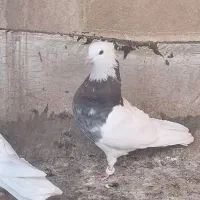 کبوتر طوقی