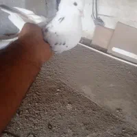 ۷ عدد کبوتر