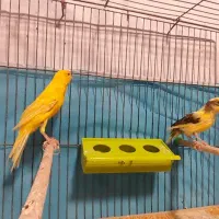 قناری نر و ماده آماده آماده