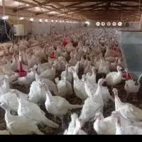 بوقلمون