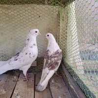 نه عدد کبوتر