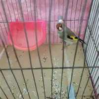 سهره کرمانی نر|پرنده|اقبالیه, |دیوار